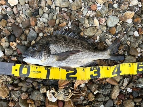 クロダイの釣果