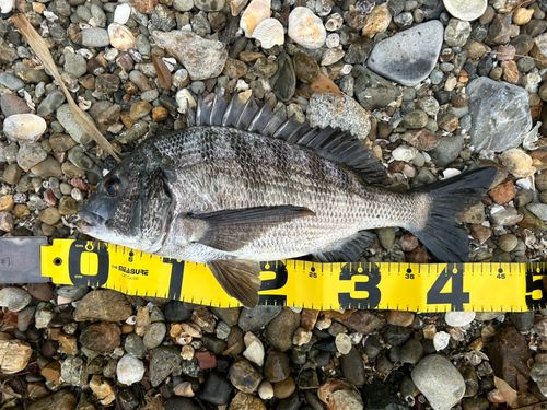 クロダイの釣果