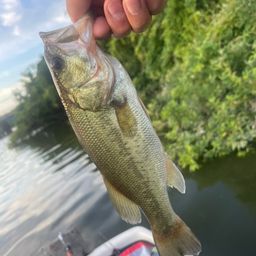 ラージマウスバス