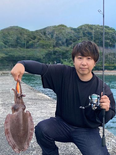 コウイカの釣果