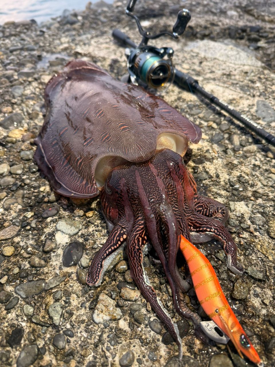 コウイカ