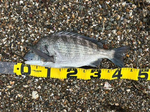 クロダイの釣果