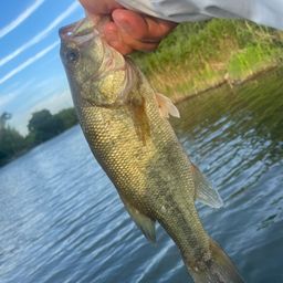 ラージマウスバス