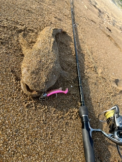 マゴチの釣果