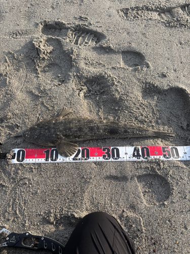 マゴチの釣果