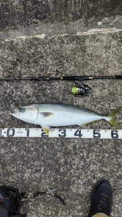 ハマチの釣果
