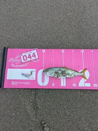 ワカシの釣果