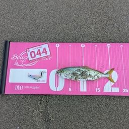 ワカシ
