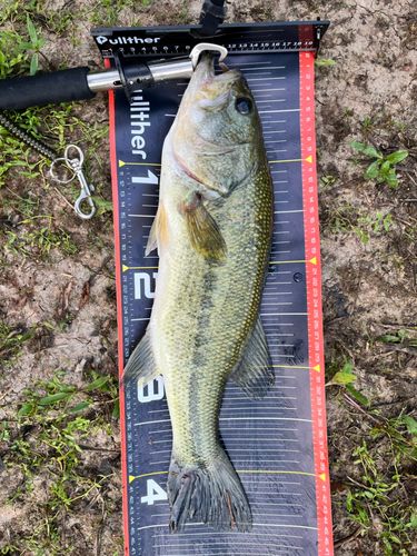 ブラックバスの釣果