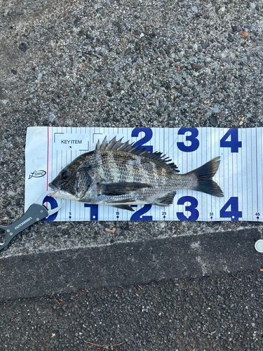 チヌの釣果