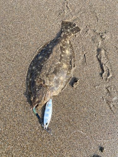 ソゲの釣果