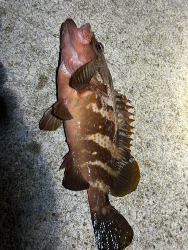 キジハタの釣果