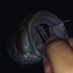 ラージマウスバス