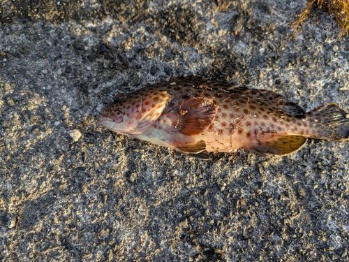 オオモンハタの釣果