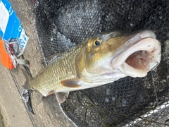 ニゴイの釣果