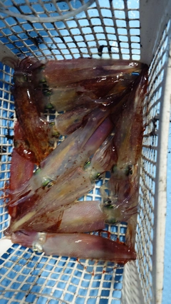 ケンサキイカの釣果