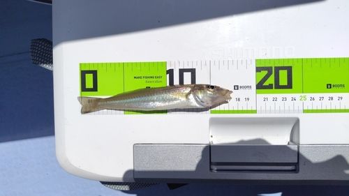 キスの釣果