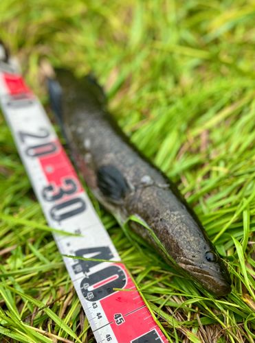 ライギョの釣果