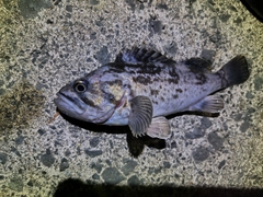 クロソイの釣果