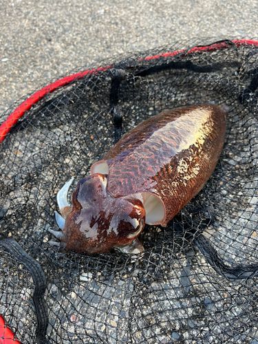 コウイカの釣果