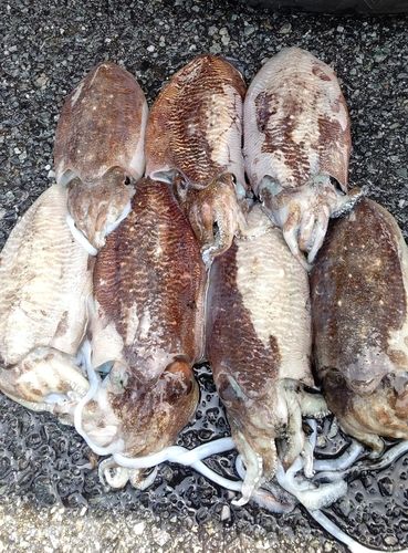 コウイカの釣果