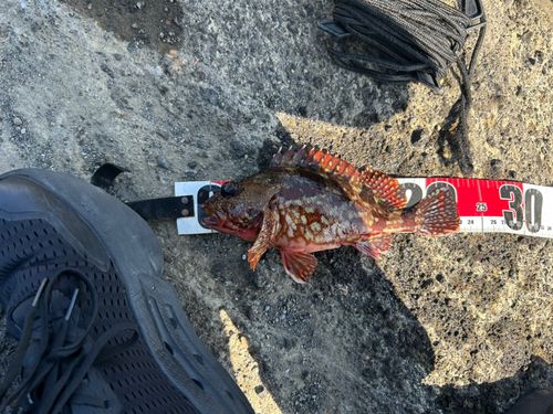 カサゴの釣果