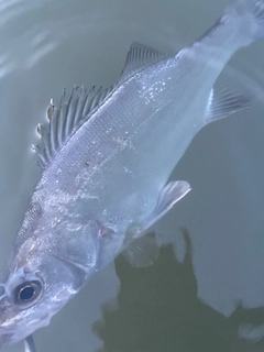 フッコ（マルスズキ）の釣果