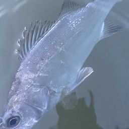 フッコ（マルスズキ）