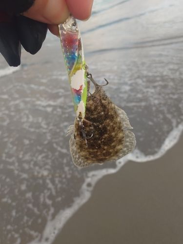 ソゲの釣果