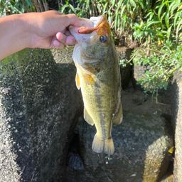 ブラックバス