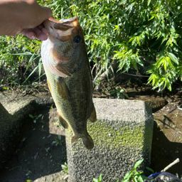 ブラックバス