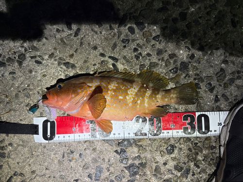 キジハタの釣果