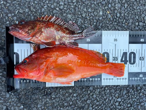 アカハタの釣果