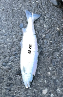 サクラマスの釣果