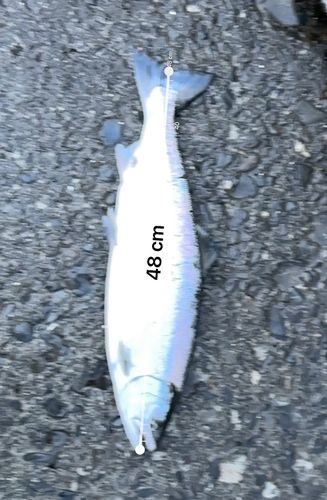 サクラマスの釣果