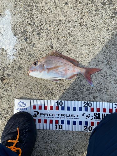 タイの釣果