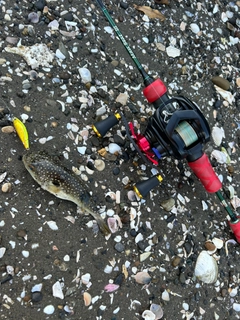 クサフグの釣果