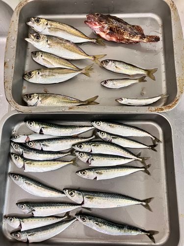 アジの釣果
