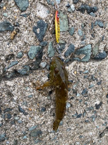 アナハゼの釣果