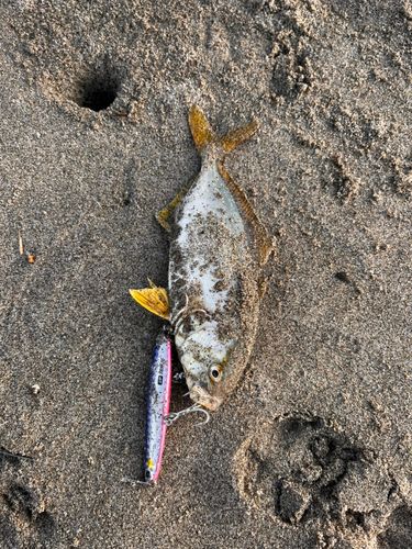 ショゴの釣果