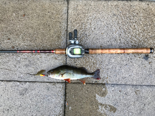 ヨーロピアンパーチの釣果