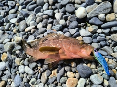 キジハタの釣果