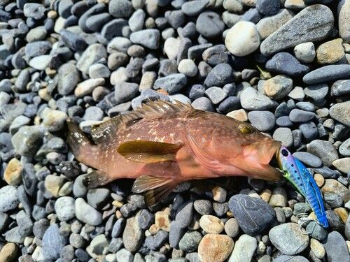 キジハタの釣果