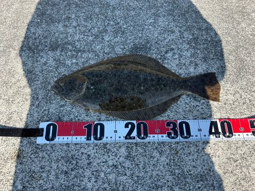 ヒラメの釣果