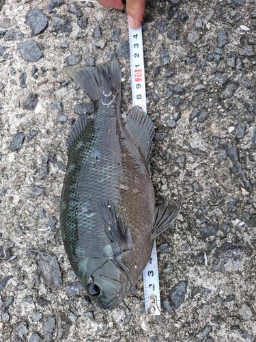 カワハギの釣果