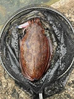 モンゴウイカの釣果