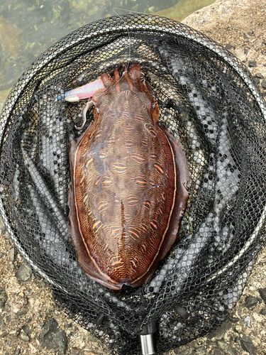 モンゴウイカの釣果