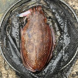 モンゴウイカ
