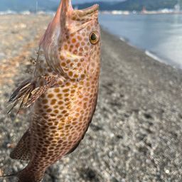 オオモンハタ