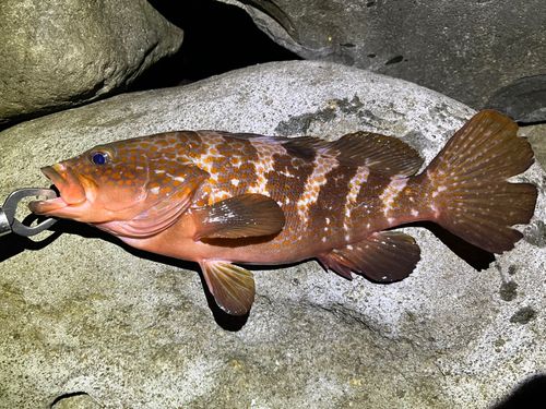 キジハタの釣果